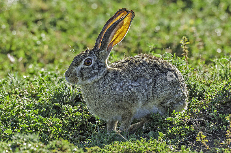 Cape Hare, Lepus capensis, Serengeti国家公园，坦桑尼亚，东非